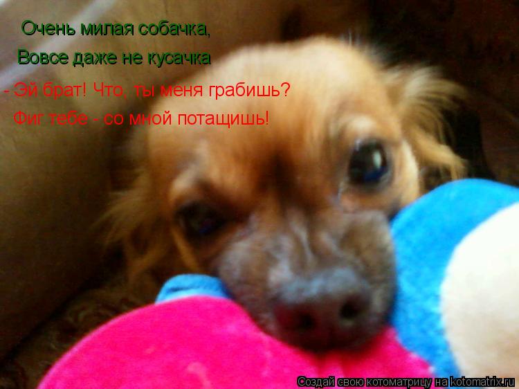 Очень милая собачка, Вовсе даже не кусачка - Эй брат! Что, ты меня грабишь? Фиг тебе - со мной потащи... Котоматрица: Очень милая собачка, Вовсе даже не кусачка - Эй брат! Что, ты меня грабишь? Фиг тебе - со мной потащишь!