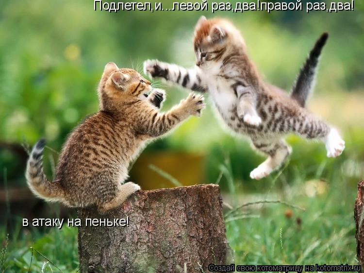 Подлетел,и...левой раз,два!правой раз,два! в атаку на пеньке!... Котоматрица: Подлетел,и...левой раз,два!правой раз,два! в атаку на пеньке!