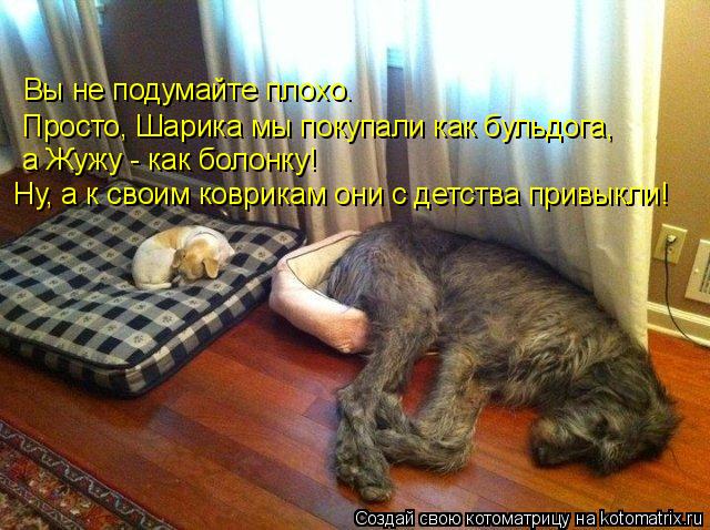 Вы не подумайте плохо. Просто, Шарика мы покупали как бульдога, а Жужу - как болонку! Ну, а к свои... Котоматрица: Вы не подумайте плохо. Просто, Шарика мы покупали как бульдога, а Жужу - как болонку! Ну, а к своим коврикам они с детства привыкли!