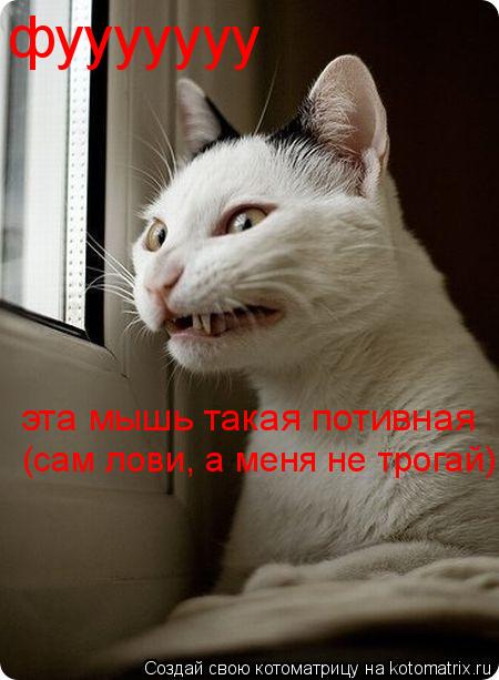 фууууууу эта мышь такая потивная (сам лови, а меня не трогай)... Котоматрица: фууууууу эта мышь такая потивная (сам лови, а меня не трогай)