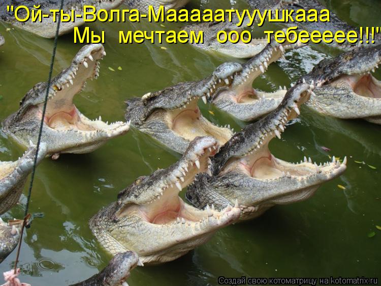 Мы мечтаем ооо тебеееее!!!" "Ой-ты-Волга-Мааааатууушкааа... Котоматрица: Мы мечтаем ооо тебеееее!!!" "Ой-ты-Волга-Мааааатууушкааа