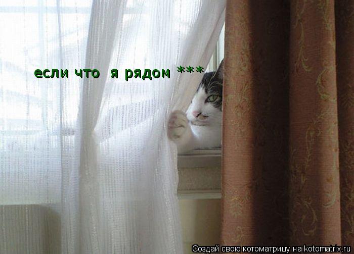 если что я рядом ***... Котоматрица: если что я рядом ***