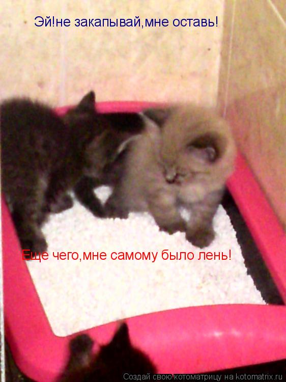 Эй!не закапывай,мне оставь! Еще чего,мне самому было лень!... Котоматрица: Эй!не закапывай,мне оставь! Еще чего,мне самому было лень!