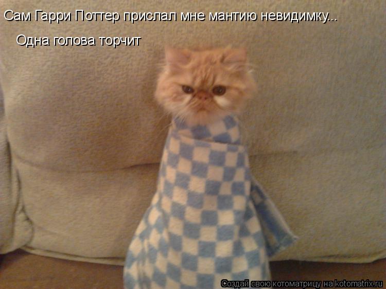 Сам Гарри Поттер прислал мне мантию невидимку... Одна голова торчит Одна голова торчит... Котоматрица: Сам Гарри Поттер прислал мне мантию невидимку... Одна голова торчит Одна голова торчит