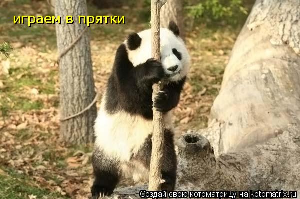 играем в прятки... Котоматрица: играем в прятки