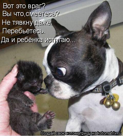 Вот это враг? Вы что,смеётесь? Не тявкну даже. Перебьётесь. Да и ребёнка испугаю...... Котоматрица: Вот это враг? Вы что,смеётесь? Не тявкну даже. Перебьётесь. Да и ребёнка испугаю...