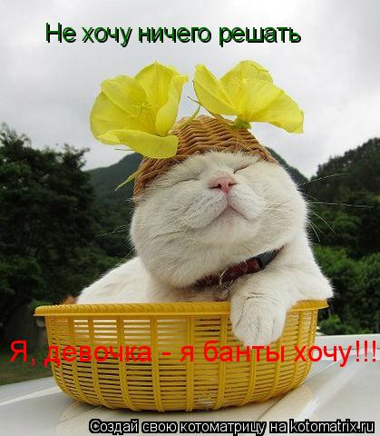 Не хочу ничего решать Я, девочка - я банты хочу!!!... Котоматрица: Не хочу ничего решать Я, девочка - я банты хочу!!!