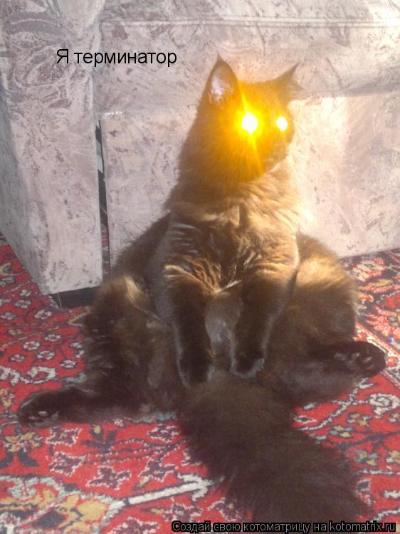 Я терминатор... Котоматрица: Я терминатор