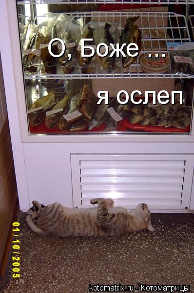 О, Боже ... я ослеп... Котоматрица: О, Боже ... я ослеп