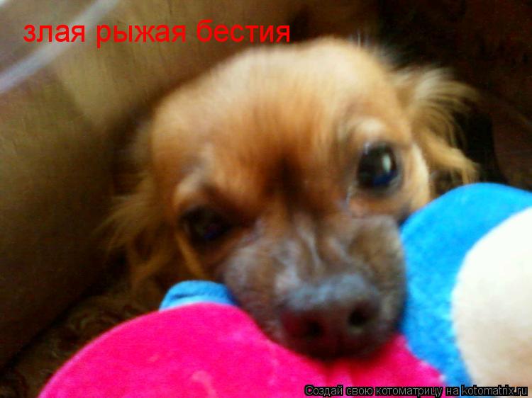 злая рыжая бестия... Котоматрица: злая рыжая бестия