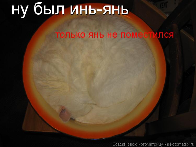ну был инь-янь только янь не поместился... Котоматрица: ну был инь-янь только янь не поместился