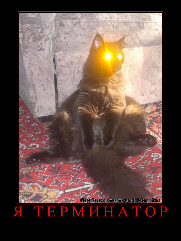 Я терминатор ... Котоматрица: Я терминатор
