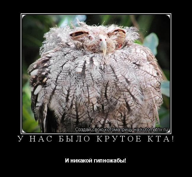 У нас было крутое КТА! И никакой гипножабы!... Котоматрица: У нас было крутое КТА! И никакой гипножабы!