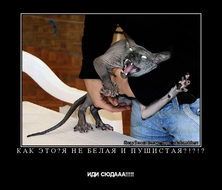 Котоматрица: Как это?Я не белая и пушистая?!?!? ИДИ СЮДААА!!!!!