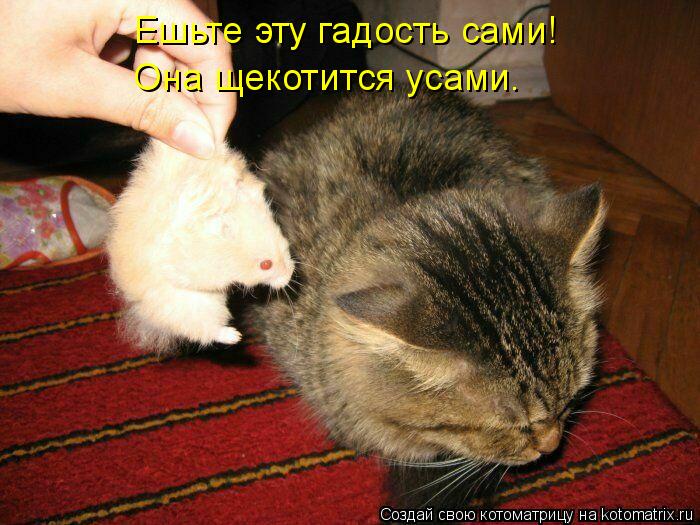 Ешьте эту гадость сами! Она щекотится усами.... Котоматрица: Ешьте эту гадость сами! Она щекотится усами.