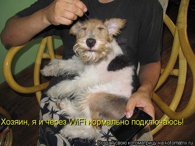 Хозяин, я и через WiFi нормально подключаюсь!... Котоматрица: Хозяин, я и через WiFi нормально подключаюсь!