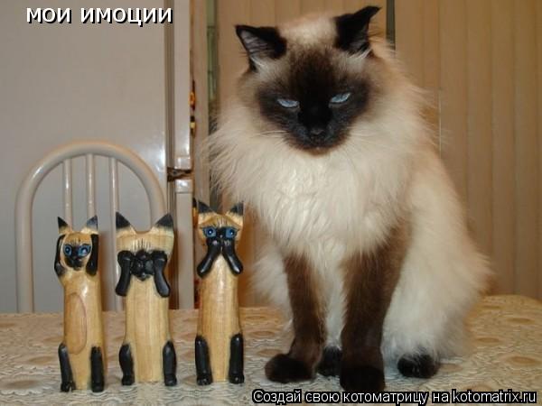мои имоции... Котоматрица: мои имоции
