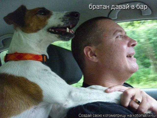 братан давай в бар... Котоматрица: братан давай в бар