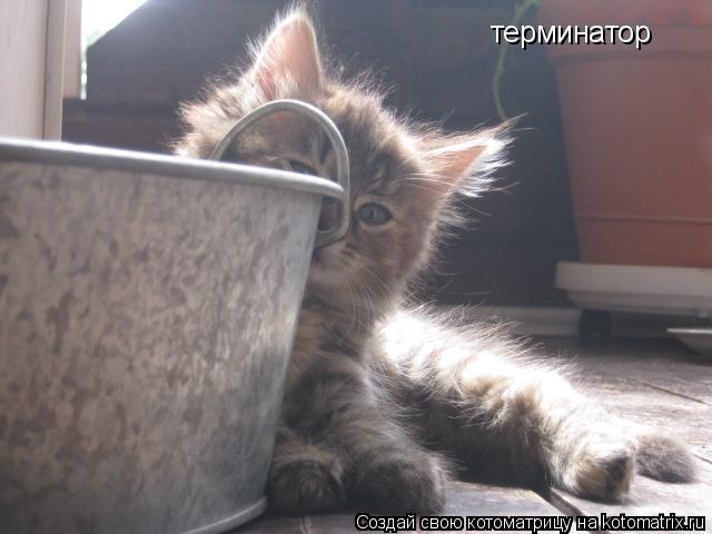 терминатор... Котоматрица: терминатор