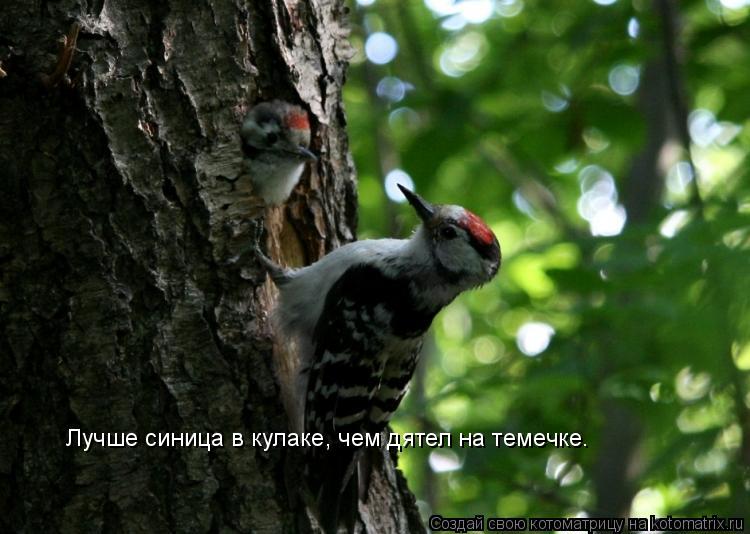 Лучше синица в кулаке, чем дятел на темечке.... Котоматрица: Лучше синица в кулаке, чем дятел на темечке.