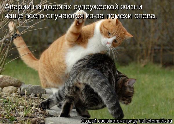 Аварии на дорогах супружеской жизни чаще всего случаются из-за помехи слева.... Котоматрица: Аварии на дорогах супружеской жизни чаще всего случаются из-за помехи слева.
