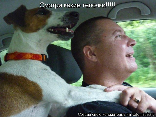 Смотри какие телочки!!!!!... Котоматрица: Смотри какие телочки!!!!!