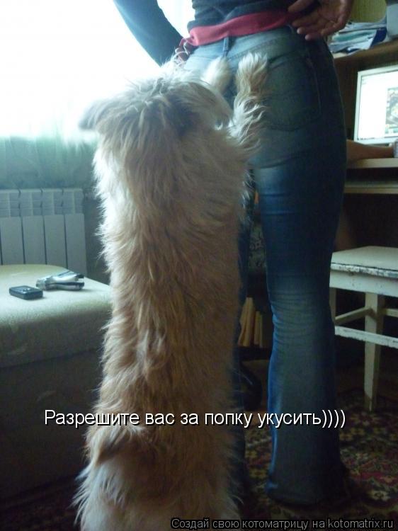 Разрешите вас за попку укусить))))... Котоматрица: Разрешите вас за попку укусить))))