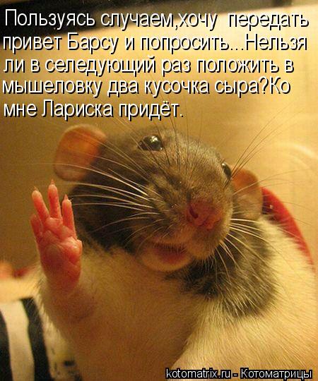 Пользуясь случаем,хочу передать привет Барсу и попросить...Нельзя ли в селедующий раз положить в мы... Котоматрица: Пользуясь случаем,хочу передать привет Барсу и попросить...Нельзя ли в селедующий раз положить в мышеловку два кусочка сыра?Ко мне Лариска