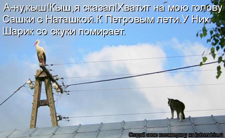 А-ну,кыш!Кыш,я сказал!Хватит на мою голову Сашки с Наташкой.К Петровым лети.У Них Шарик со скуки пом... Котоматрица: А-ну,кыш!Кыш,я сказал!Хватит на мою голову Сашки с Наташкой.К Петровым лети.У Них Шарик со скуки помирает.
