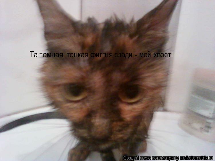 Та темная, тонкая фиггня сзади - мой хвост!... Котоматрица: Та темная, тонкая фиггня сзади - мой хвост!