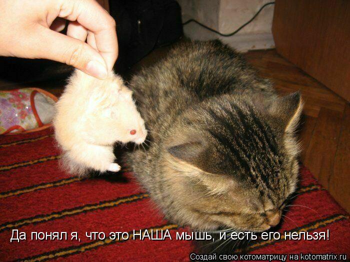 Да понял я, что это НАША мышь, и есть его нельзя!... Котоматрица: Да понял я, что это НАША мышь, и есть его нельзя!