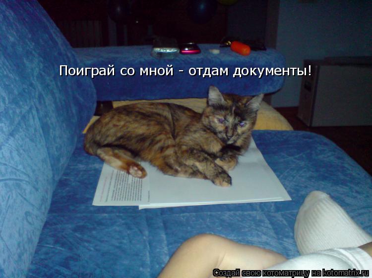 Поиграй со мной - отдам документы!... Котоматрица: Поиграй со мной - отдам документы!