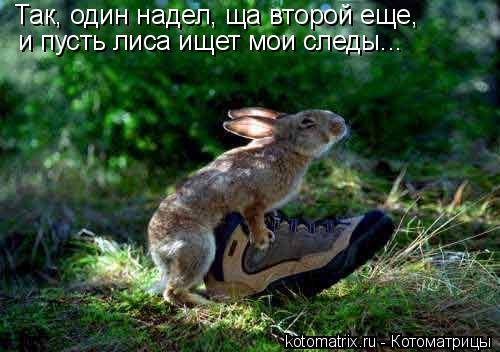 Так, один надел, ща второй еще, и пусть лиса ищет мои следы...... Котоматрица: Так, один надел, ща второй еще, и пусть лиса ищет мои следы...