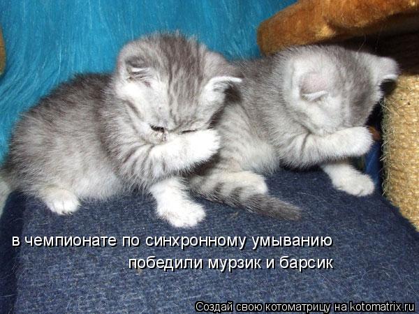в чемпионате по синхронному умыванию победили мурзик и барсик... Котоматрица: в чемпионате по синхронному умыванию победили мурзик и барсик