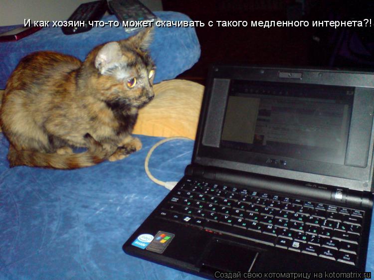 Котоматрица: И как хозяин что-то может скачивать с такого медленного интернета?!