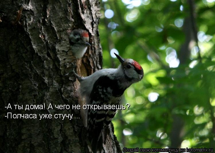 Котоматрица: -А ты дома! А чего не открываешь? -Полчаса уже стучу....