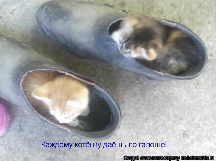 Котоматрица: Каждому котёнку даёшь по галоше!