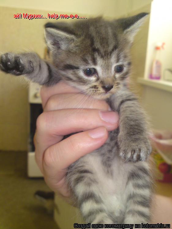 Котоматрица: эй! Мурзик... help me-e-e..... эй! Мурзик... help me-e-e.....