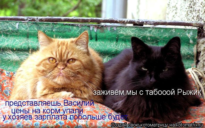 Котоматрица: представляешь,Василий цены на корм упали у хозяев зарплата побольше будет заживём,мы с ва заживём,мы с табооой Рыжик