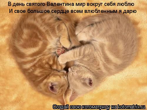 Котоматрица: В день святого Валентина мир вокруг себя люблю И свое большое сердце всем влюбленным я дарю