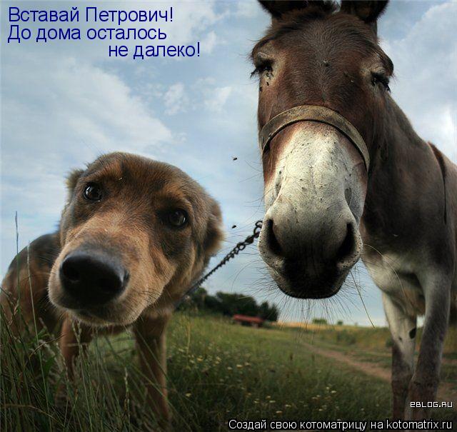 Котоматрица: Вставай Петрович! До дома осталось не далеко!