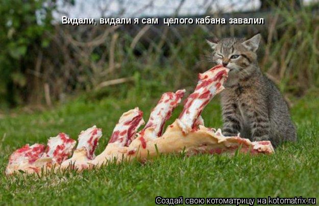 Котоматрица: Видали, видали я сам  целого кабана завалил