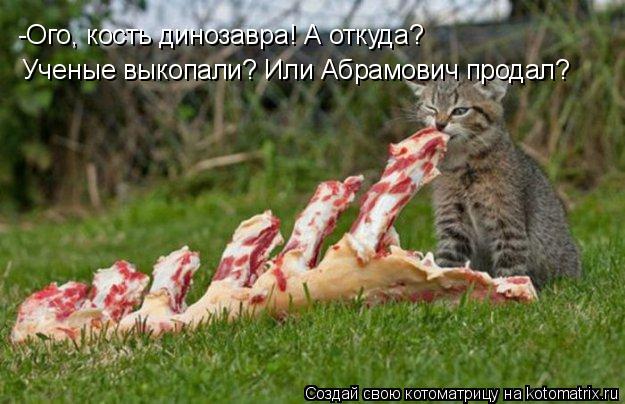 Котоматрица: -Ого, кость динозавра! А откуда? Ученые выкопали? Или Абрамович продал?