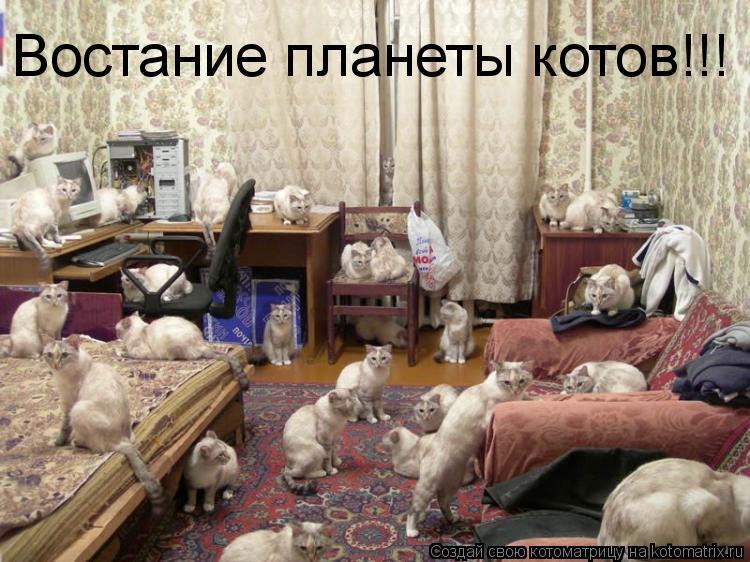 Котоматрица: Востание планеты котов!!!