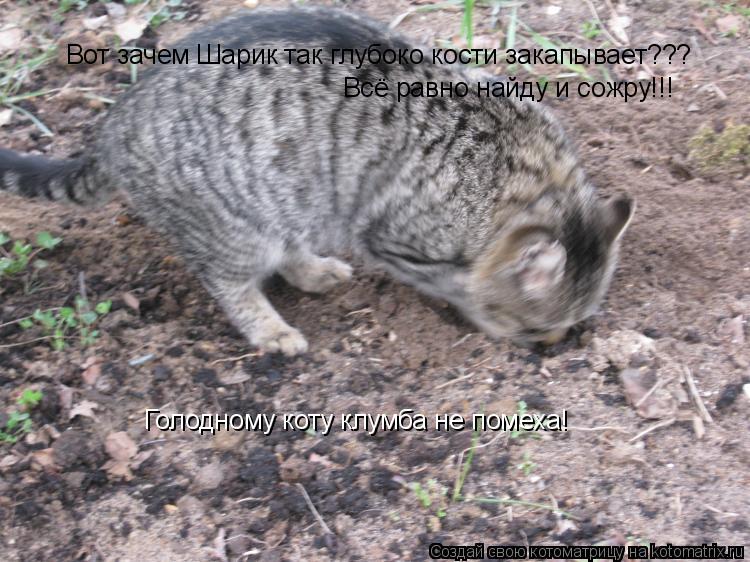 Котоматрица: Вот зачем Шарик так глубоко кости закапывает??? Всё равно найду и сожру!!! Голодному коту клумба не помеха!