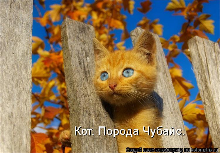 Котоматрица: Кот. Порода Чубайс.