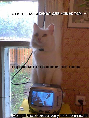 Котоматрица: хозин, влючи канал для кошек там передачя как не постся пот тапок ...