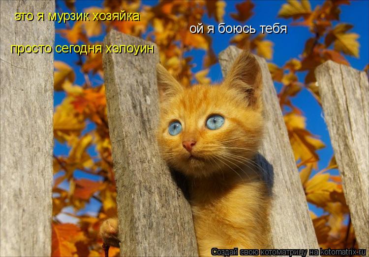 Котоматрица: ой я боюсь тебя это я мурзик хозяйка просто сегодня хэлоуин