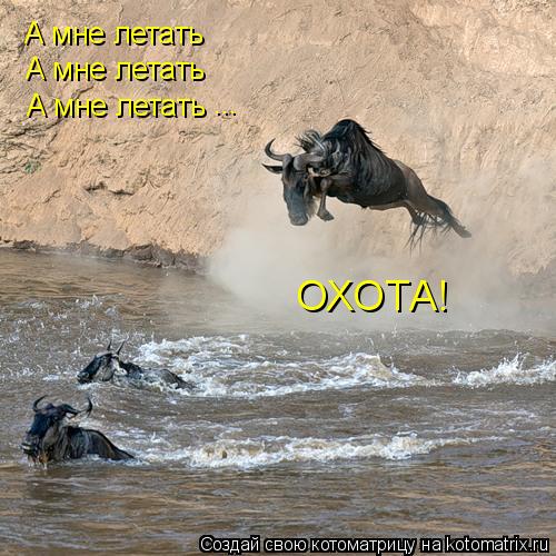 Котоматрица: А мне летать  А мне летать  А мне летать  ...  ОХОТА!