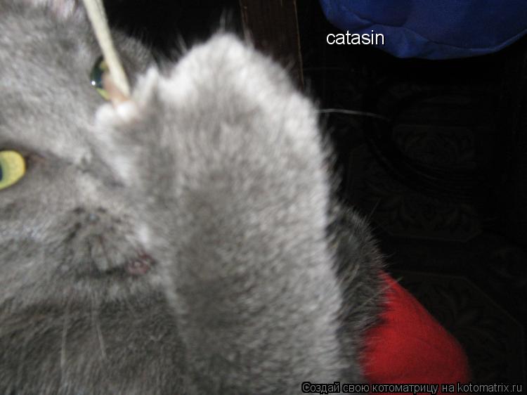 catasin catasin... Котоматрица: catasin catasin